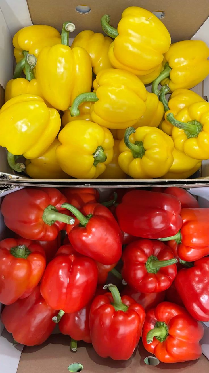 Iranian Bell Pepper